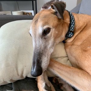 Meet your Posher, Meghan